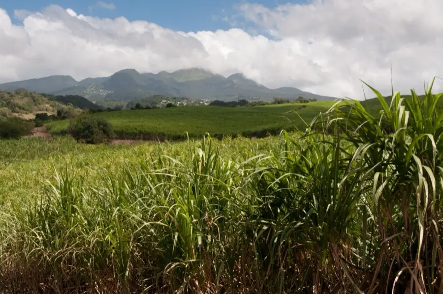 Champ de canne à sucre du domaine Bologne, la Soufrière sous les nuages au fond