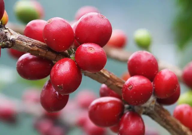 Cerises de café mûres sur une branche de caféier