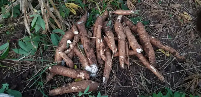 Racines de manioc fraîchement récoltées posées sur la terre